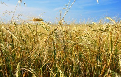 The bristlelike growth from the kernel of a cereal plant